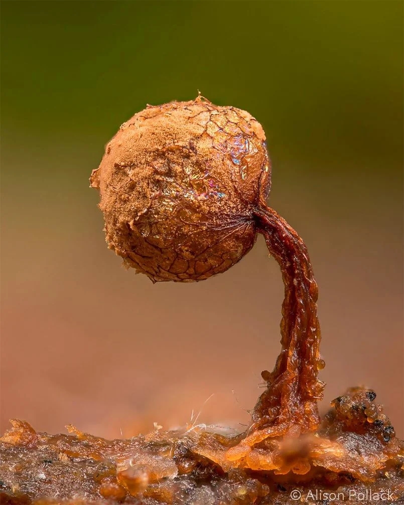 Alison Pollack镜头下的真菌世界