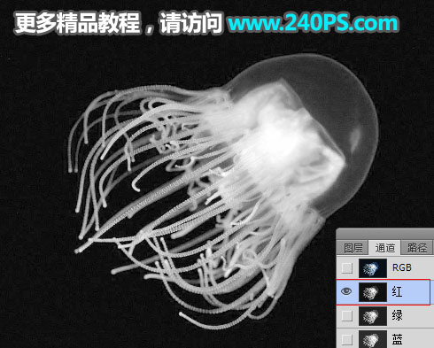 PS通道快速抠出透明的水母