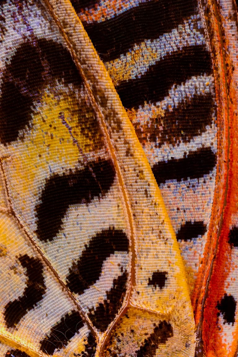 Chris Perani微距摄影：美丽的蝴蝶翅膀