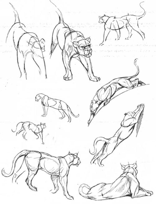 激发您的灵感 如何绘制动物素描画