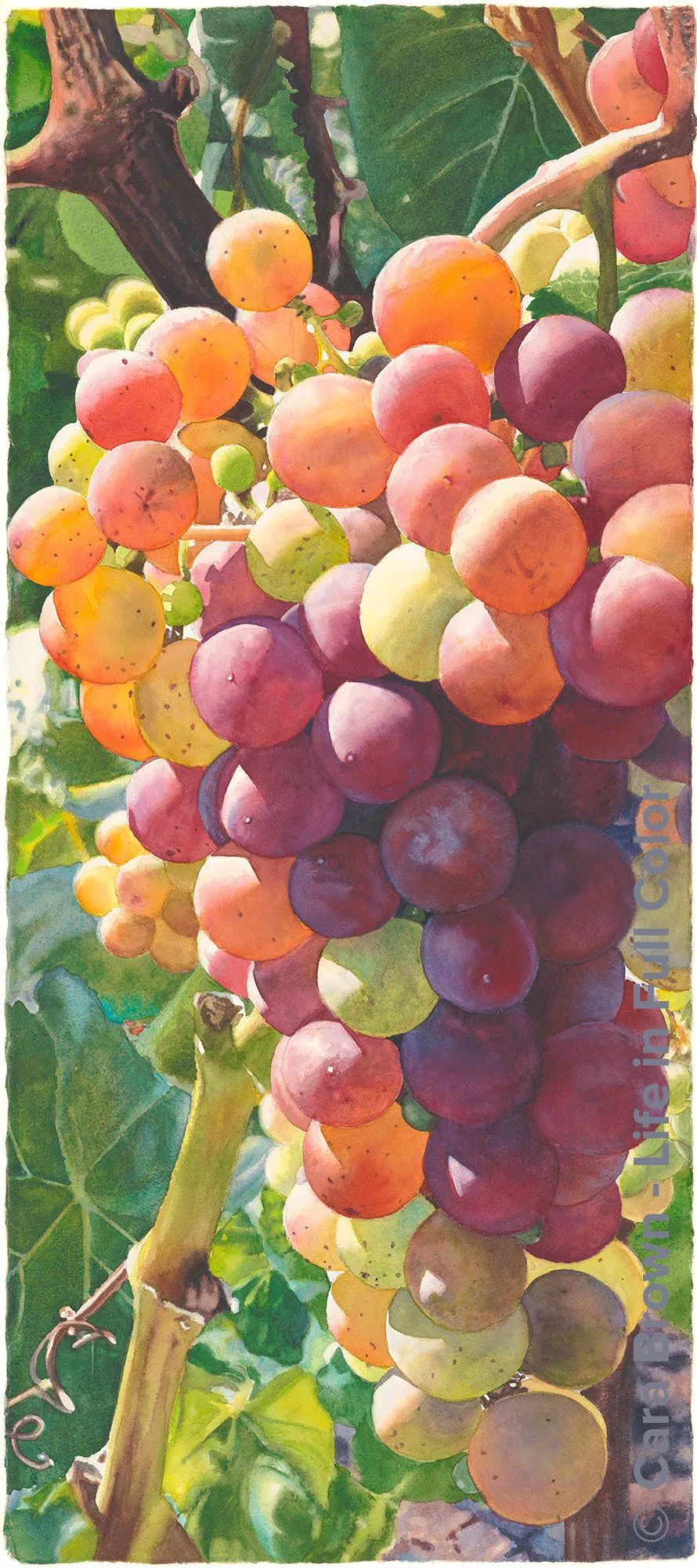 美国画家Cara Brown创作的水彩葡萄