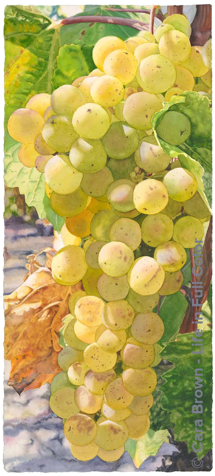 美国画家Cara Brown创作的水彩葡萄
