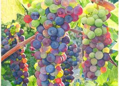 美國畫家Cara Brown創作的水彩葡萄