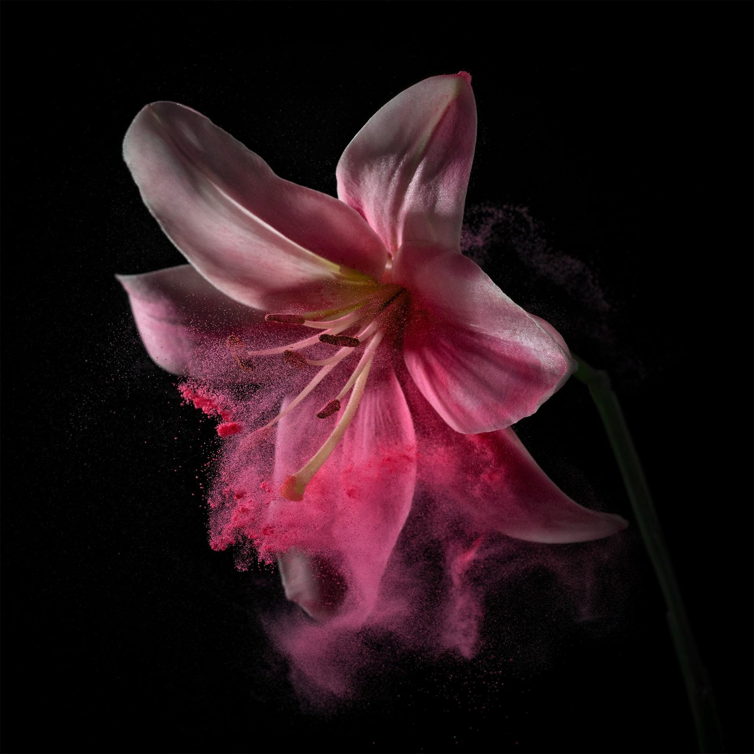 薄雾中的花朵！荷兰摄影师Robert Peek作品欣赏