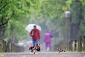 2674#街頭攝影節# 老哥，秋雨下不停啊！小雀與鴛鴦的對話.jpg