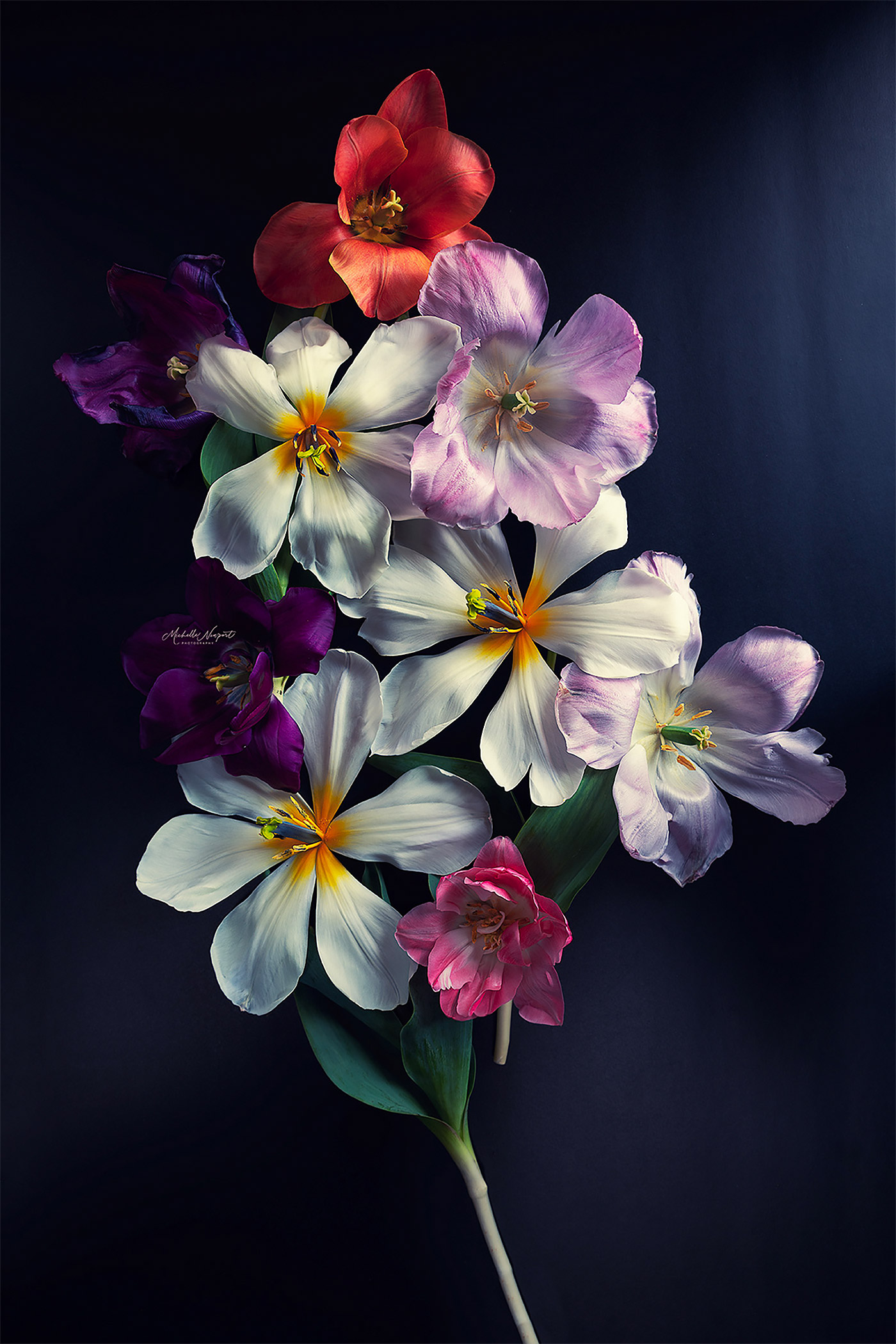 Michelle Newport精彩的花卉摄影作品
