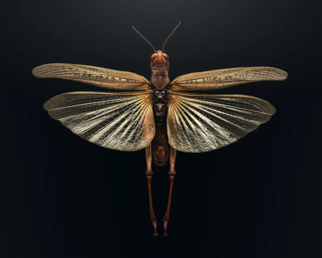 英国摄影师 Levon Biss昆虫摄影作品