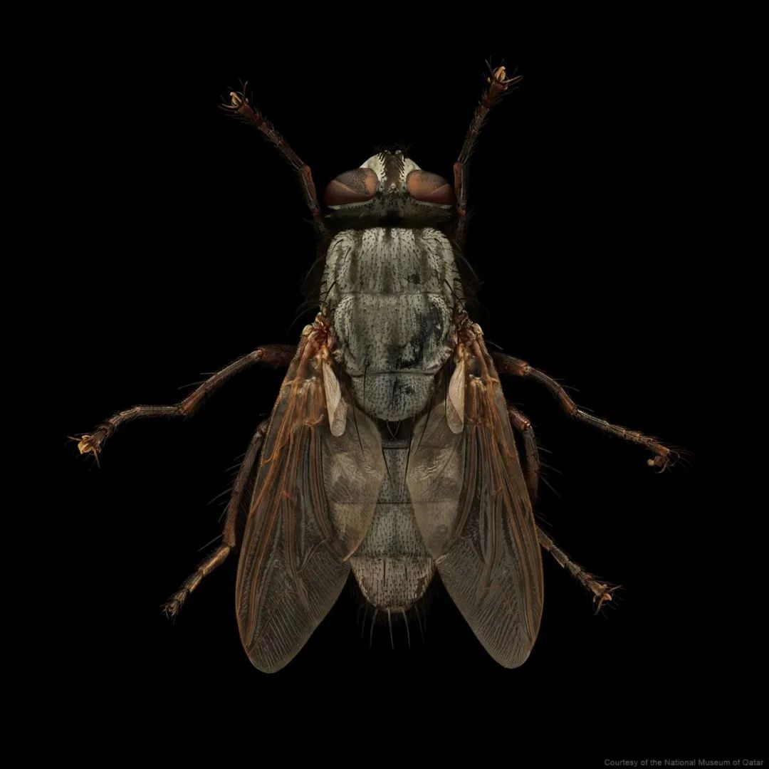 英国摄影师 Levon Biss昆虫摄影作品