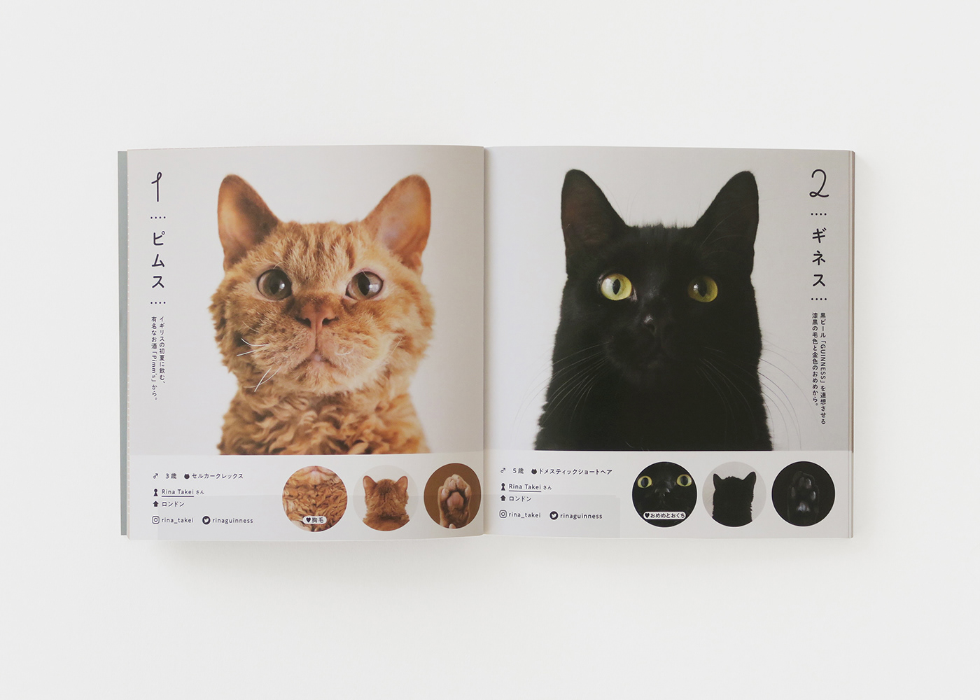 Hiroko Sakai：可爱猫咪写真集图册设计