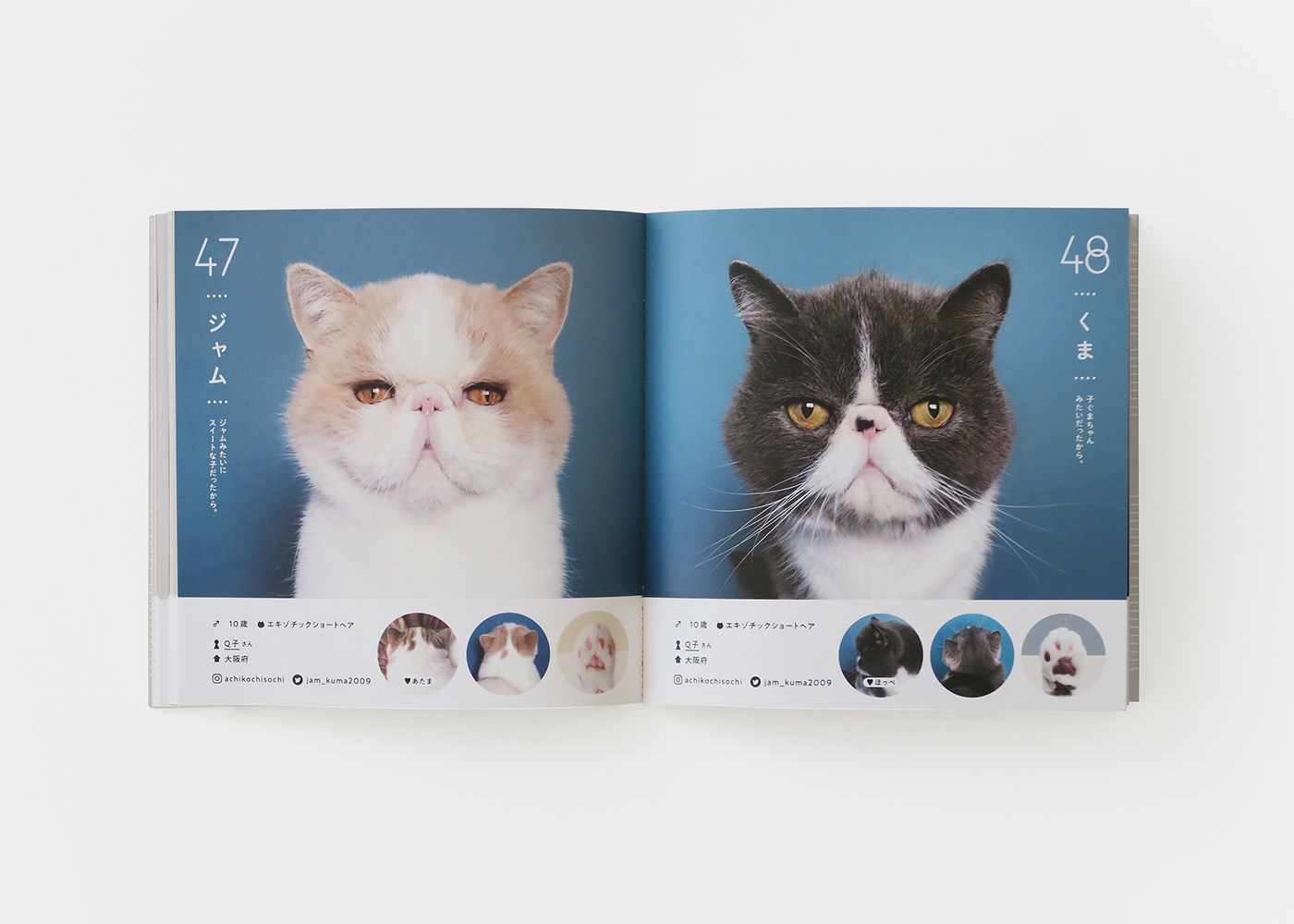 Hiroko Sakai：可爱猫咪写真集图册设计