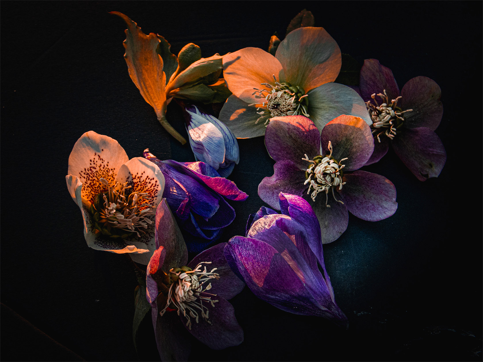 Katarzyna Mrozewska艺术花卉摄影作品