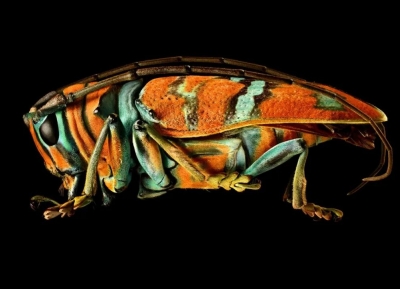 英國攝影師 Levon Biss昆蟲攝影作品