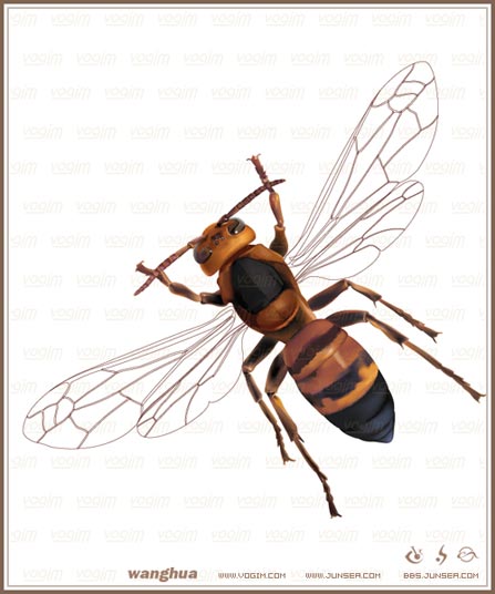 Illustrator网格实战：绘制真实的黄蜂