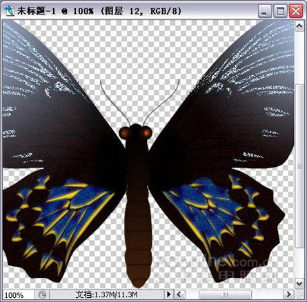 Photoshop绘制漂亮蝴蝶