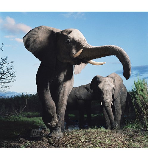 英国摄影大师提姆·弗莱克的动物摄影