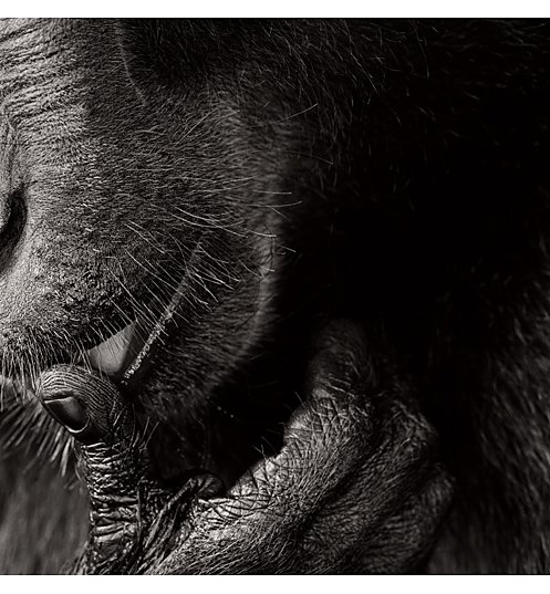 英国摄影大师提姆·弗莱克的动物摄影