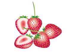 水果系列:草莓矢量素材
