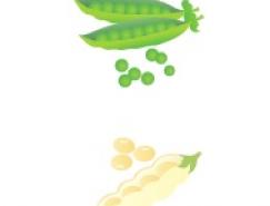蔬菜系列:豌豆矢量素材