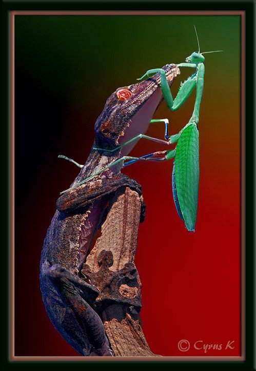 CYRUS昆虫微距摄影作品之一