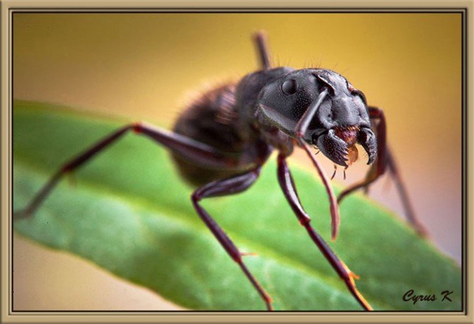 CYRUS昆虫微距摄影作品之一