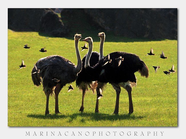 Marina Cano野生动物摄影欣赏-上