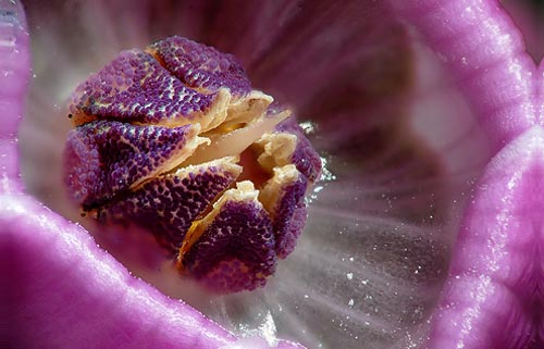 Cyclamen Flower