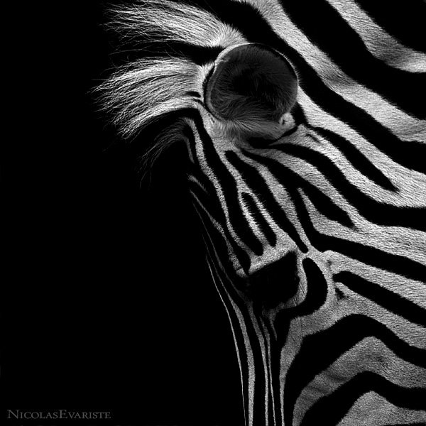 动物黑白摄影欣赏