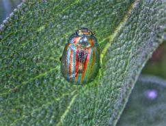色彩缤纷的昆虫摄影图片欣赏