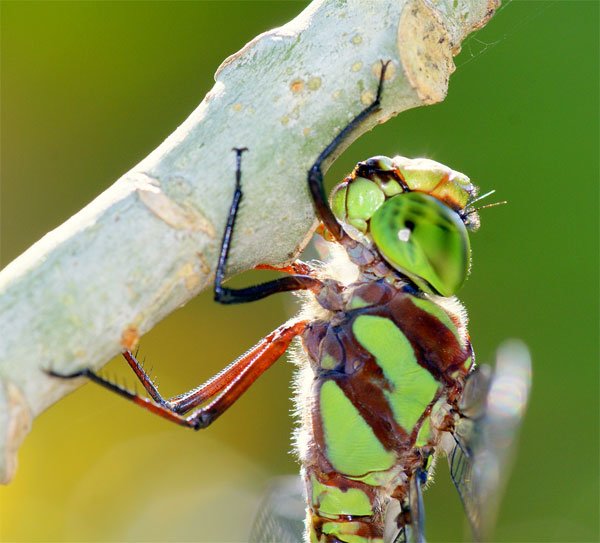 色彩缤纷的昆虫摄影图片欣赏
