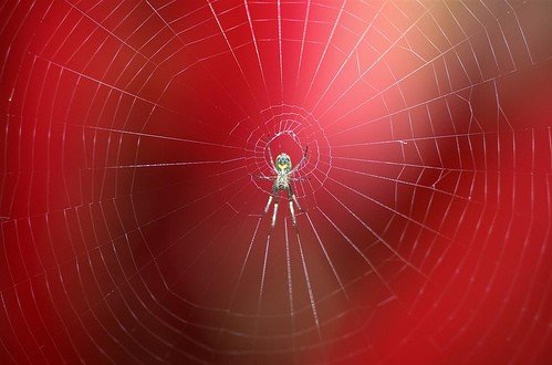 发现微妙世界：蜘蛛网怎么拍才更精美