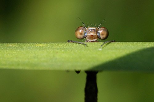 46张精美的昆虫微距摄影