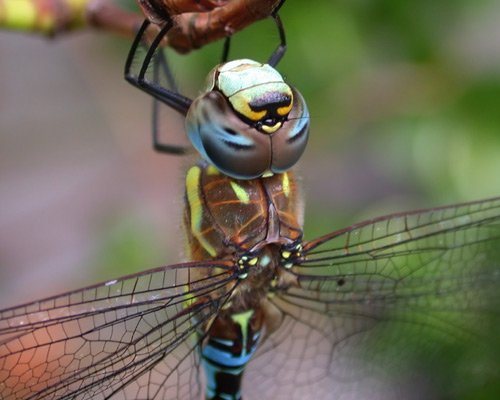 70张漂亮的昆虫微距摄影