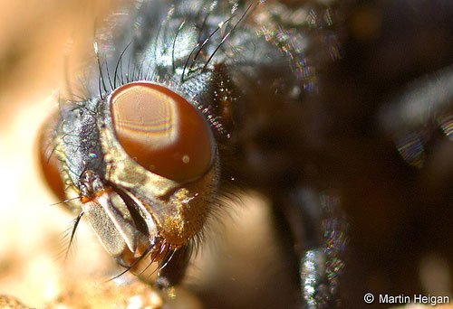 70张漂亮的昆虫微距摄影
