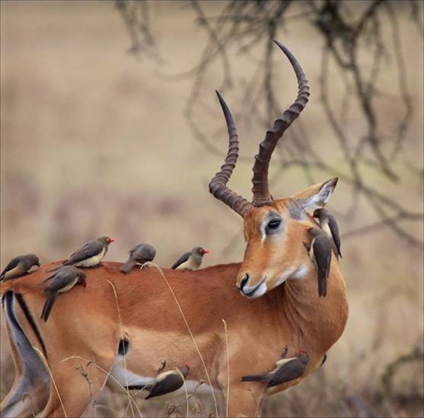 28张漂亮的大自然和野生动物摄影作品