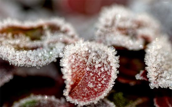 玉洁冰清：冬季摄影作品欣赏