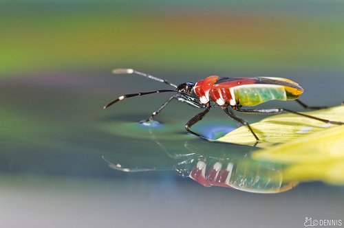 超漂亮的昆虫摄影