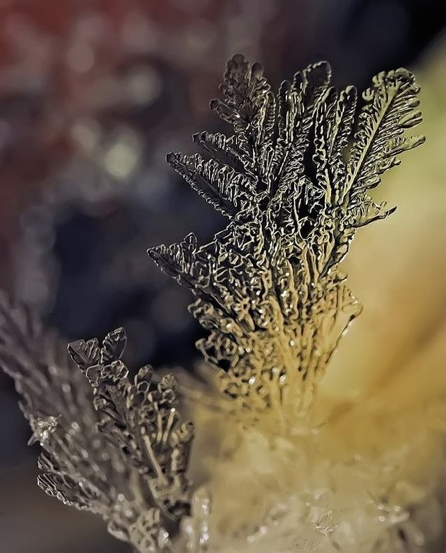 冬季的奇迹：晨露冰冻微距摄影