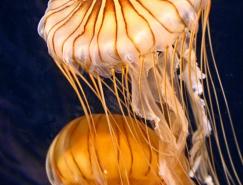 漂亮的海洋生物：水母攝影欣賞