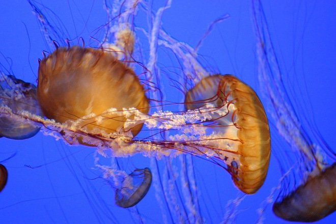 漂亮的海洋生物：水母摄影欣赏