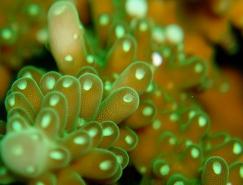 漂亮的海底珊瑚攝影