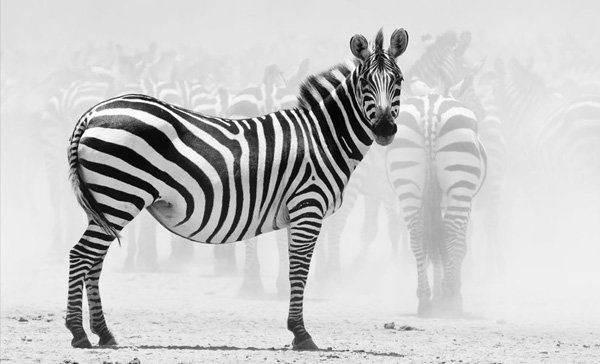 25张漂亮的黑白动物摄影欣赏