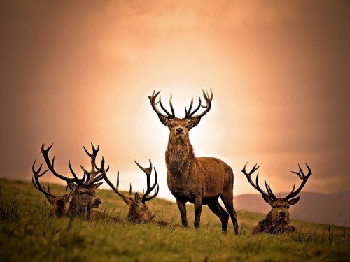 28张可爱的野生动物摄影作品