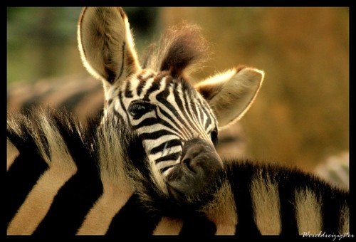 28张可爱的野生动物摄影作品