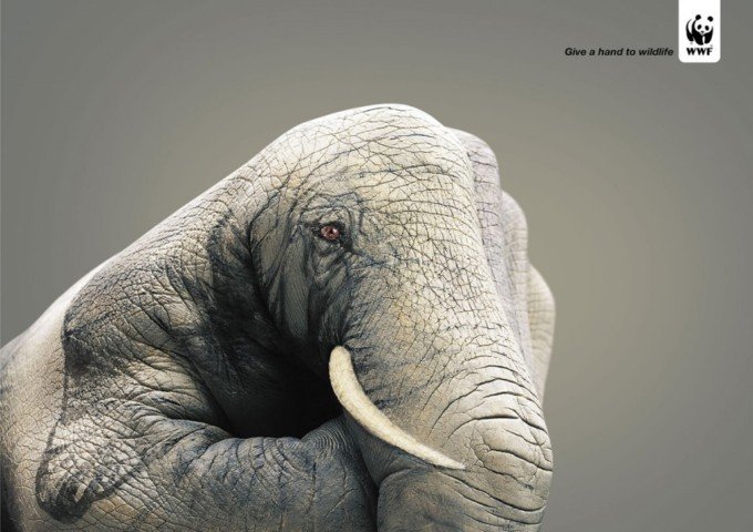 为野生动物出份力：WWF公益广告
