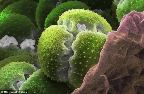 显微镜下的超美花粉摄影