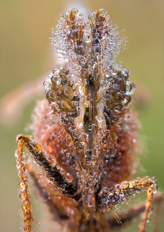 清新之美：裹满露水的昆虫摄影作品