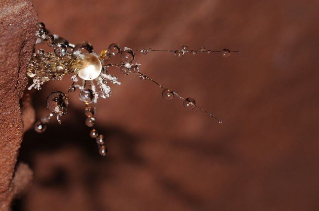 清新之美：裹满露水的昆虫摄影作品