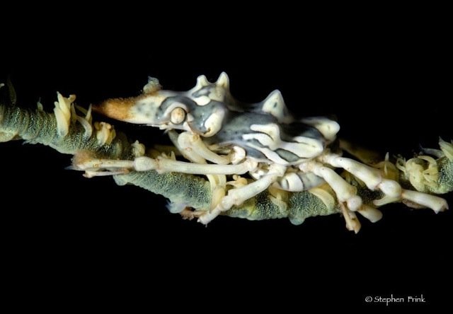 Stephen Frink海底生物摄影作品