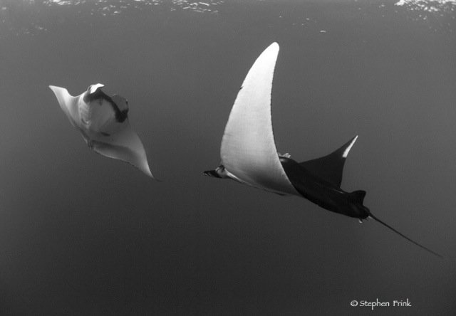 Stephen Frink海底生物摄影作品