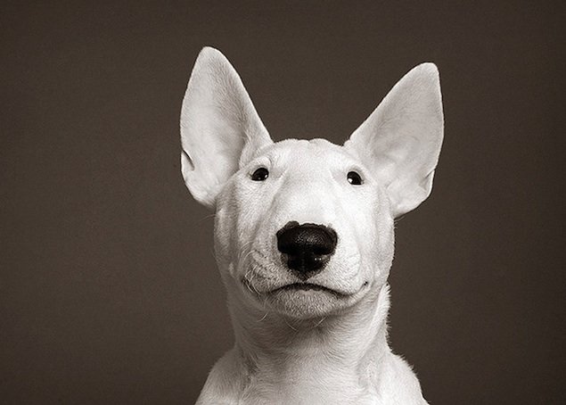 超级可爱的小狗：宠物摄影师Piotr Organa作品欣赏